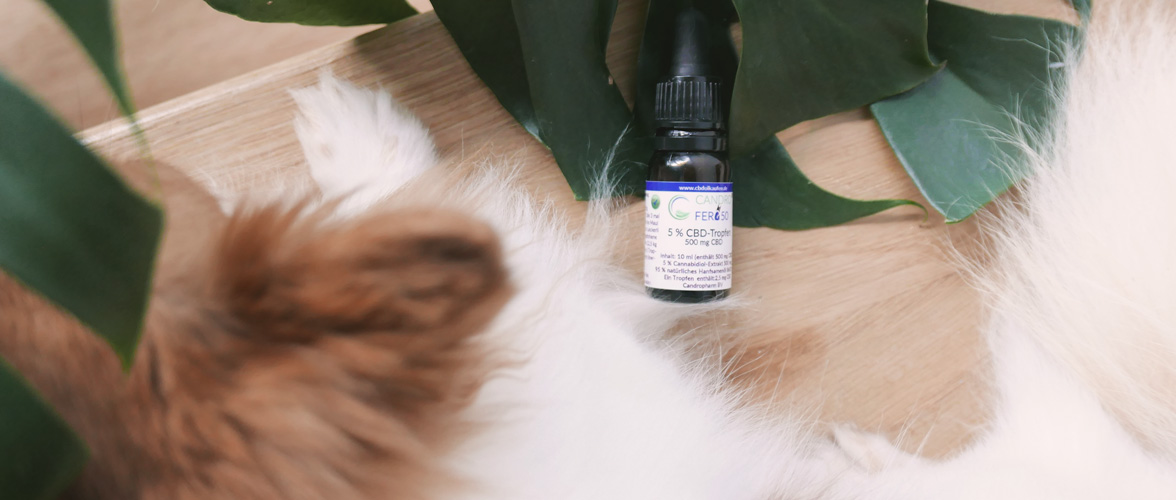 cbd für tiere